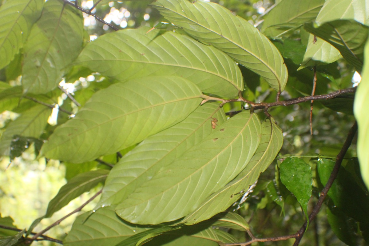 Monoon acuminatum (Thwaites) B.Xue & R.M.K.Saunders